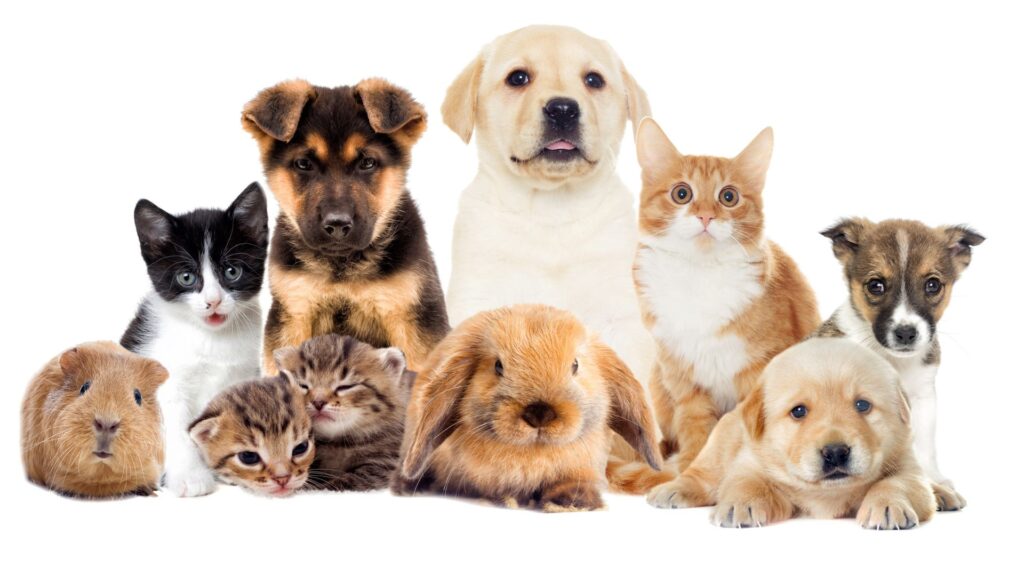 Best Online Pet Store